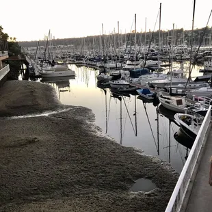 King tide at the marina