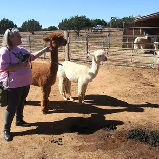 Meeting the younger ladies and a few crias.