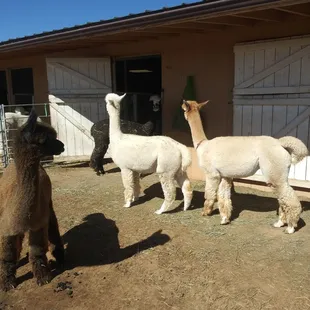 I learned they know their names.