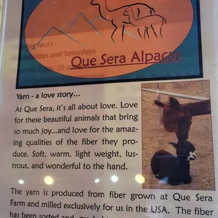 Que Sera informational brochure