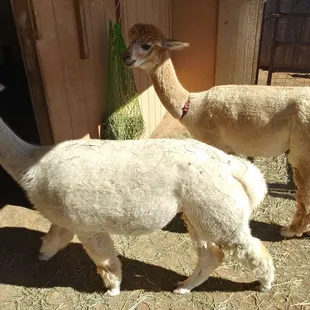 Visiting with the ladies.