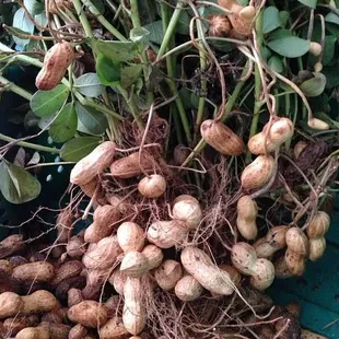 Raw, local, organic peanuts! Say what?!