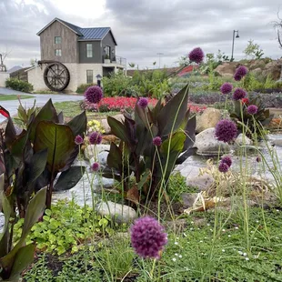 Spring at the QCBG... All-edible from Alums to Artichoke, Canna Lilies, to Kale and beyond!