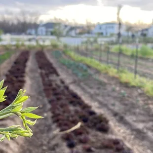 Pecan trees beginning to leaf-out and the market garden