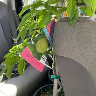 Cool tropical plant that grows well in AZ!