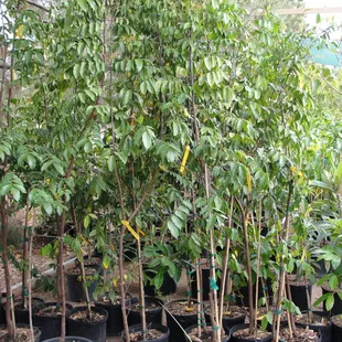 Arkin, fwang tong, Karri star fruit, carambola