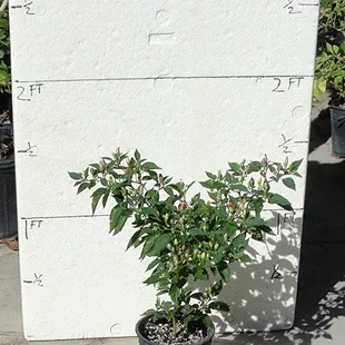 Bolivian rainbow pepper