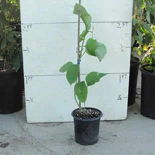 Giant Granadilla (Passiflora Quadrangularis)