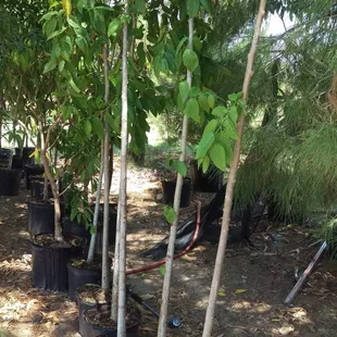 Ylang Ylang perfume tree