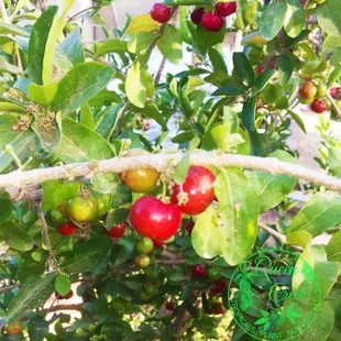 Barbados Cherry (Acerola)