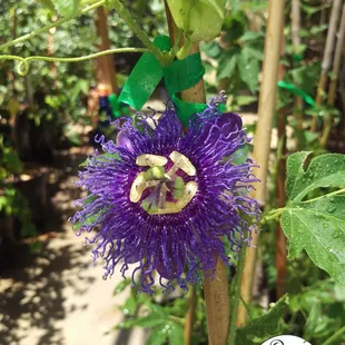 Incense passion flower