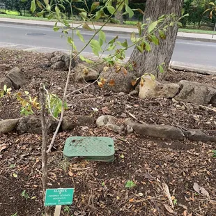 Indigenous plant Alahe'e of the coffee family.