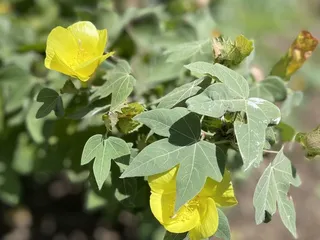 Liliuokalani Botanical Garden