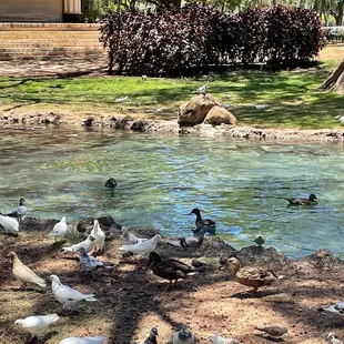 Pond with ducks