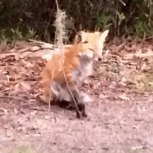Wildlife - a fox on the side of the road