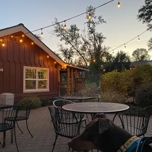 a dog sitting at a table