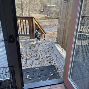 Back porch view through French doors