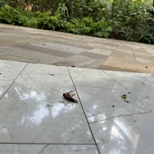 Roach that ran from the stage