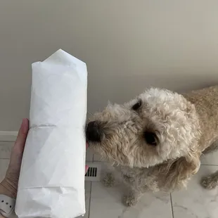 My dog wouldn't stop following the sub