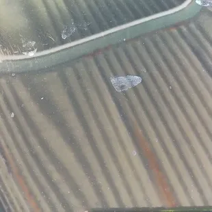 I licked my thumb and rubbed out this spot. So it's not like it was something a car wash couldn't get out.