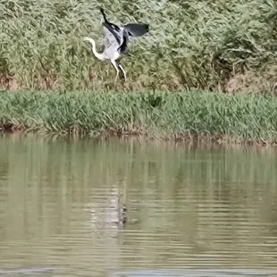 A chance to see River wildlife.