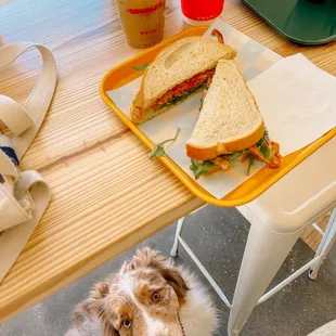 a dog sitting at a table with a sandwich on it