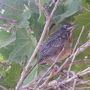 This baby bird seems hungry.