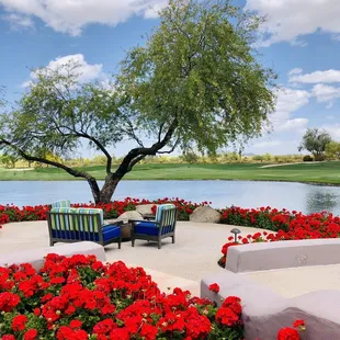 a patio with red flowers