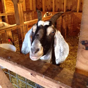 One of the goats in the barn