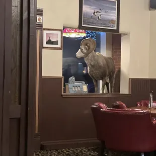 Big Horn Sheep in seating area