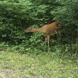 Deer in the wood