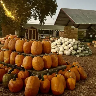 Pick Your Own Farms