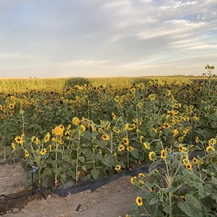 Rows of sunflowers