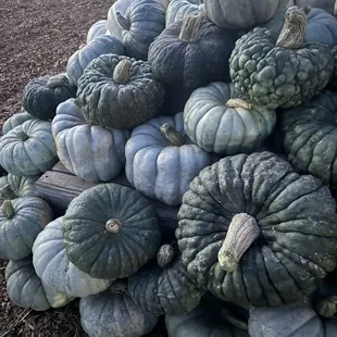 Hundreds of beautiful Heirlmoons and Carvers