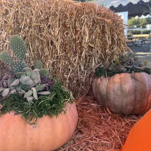 Succulent pumpkin