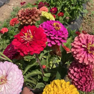 U-Pick flowers! Gorgeous varieties