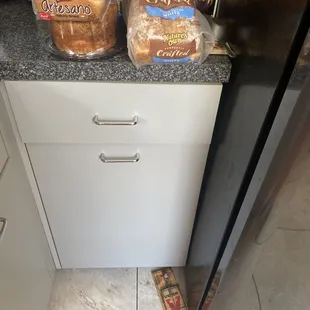 The rat trap in I saw in the kitchen when I went to grab my leftovers out of the fridge