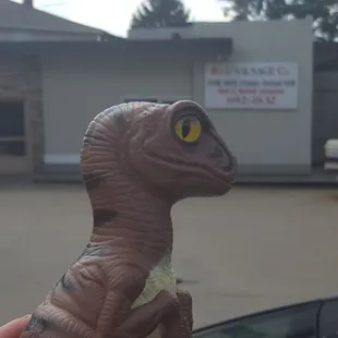 Bob the Raptor Says "These Mammals have really good meat."