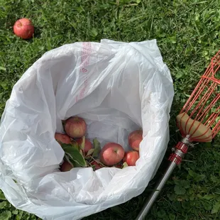 Here is my basket lined with a bag, along with the tool we used for reaching for, pulling, and containing our apples!