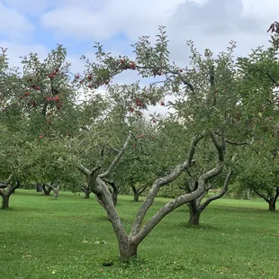 Thank you R&amp;M for a wonderful time at your orchard, exploring and picking apples.