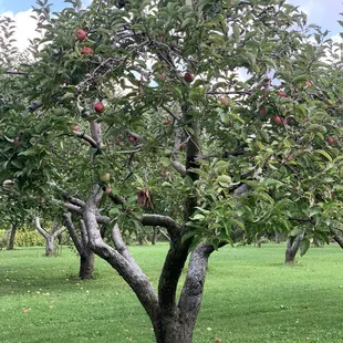 Our group munched on an apple while we picked some more! This is a beautiful tree here at R&amp;M Orchards!