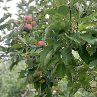 The apples were vibrant in color and oh so juicy! The owners told us we could taste an apple to see if we liked it! We did both!