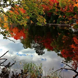 the reflection of trees in the water