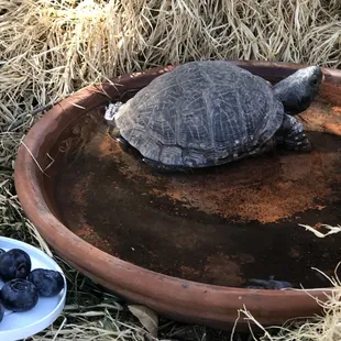 My sweet turtle an hour before they were here. Never seen again and hour later.