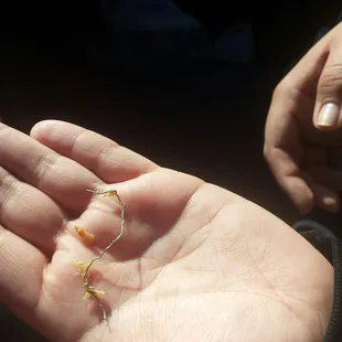 Twistie wire found in my wife's burrito. I hope they shut this place down for being negligent on preparing their food!
