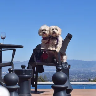 a dog sitting in a chair