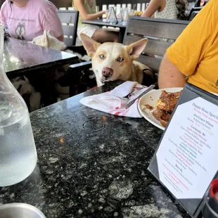 Patio to the right and the pup eyeing those chicken and waffles