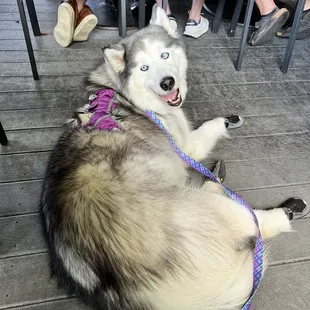Laying in the walkway