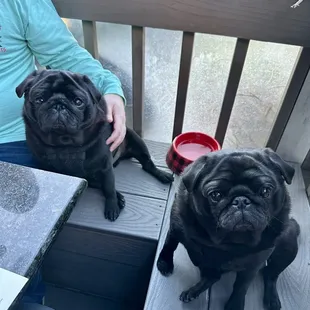 Perfect patio place to take the pugs