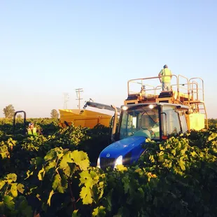 ows a tractor in a vineyard